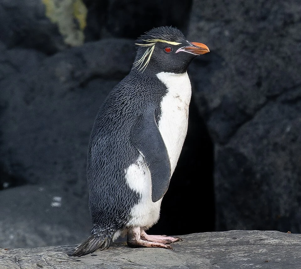 Photo of Eastern Rockhopper Penguin (undefined) uploaded from iNaturalist.