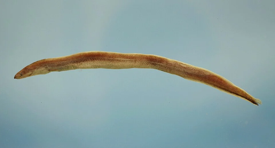 Shortbelly eel or blind arrowtooth eel ( Dysomma anguillare )