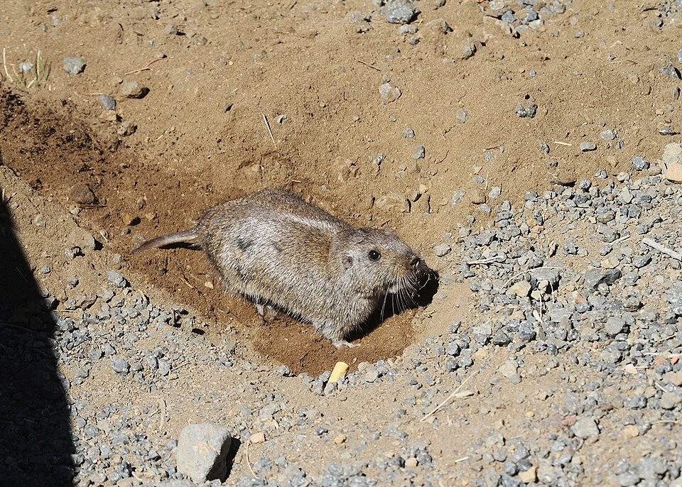Fotografía de Ctenomys emilianus (tuco tuco de las dunas)