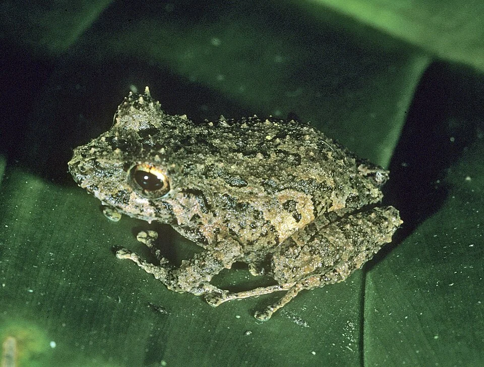 Pristimantis roseus