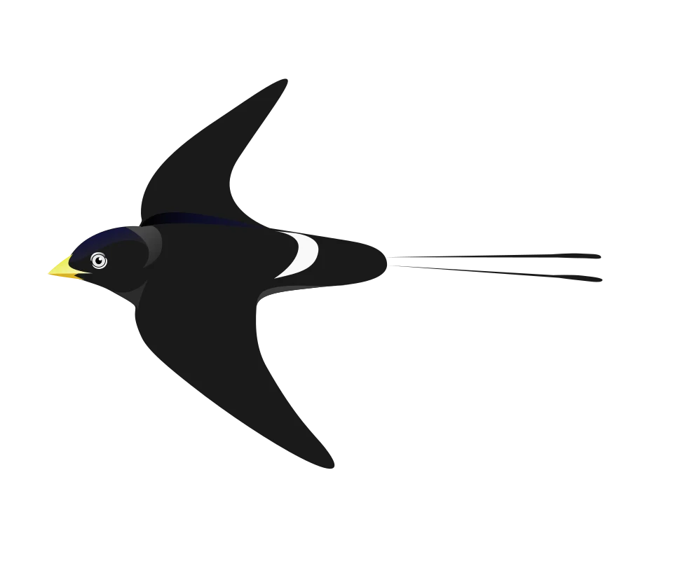 White eyed River Martin.