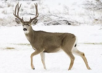 Mule deer buck at Elk Creek