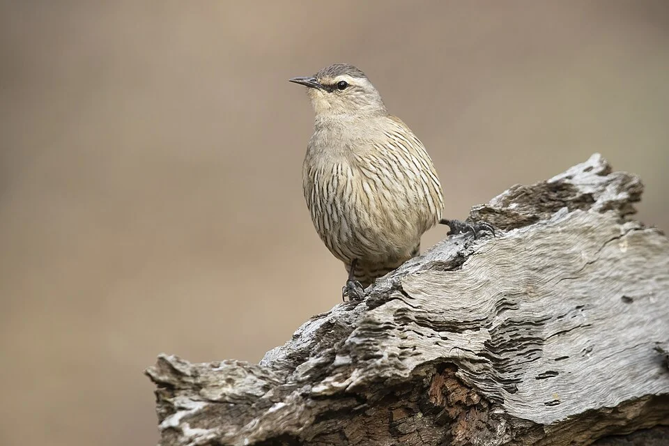 Brown treecreeper, Deniliquin, New South Wales, Australia