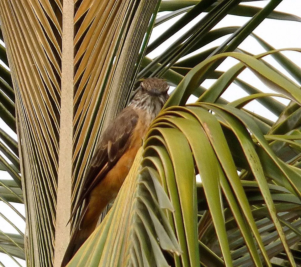 Santa Marta Bush Tyrant (Myiotheretes pernix),