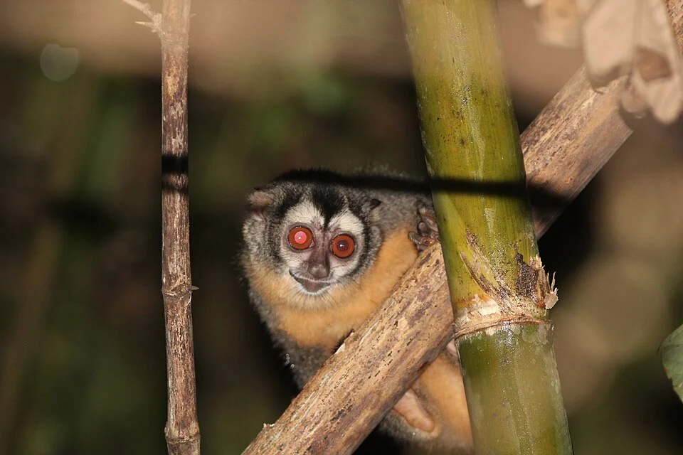 Feline night monkey (Aotus azarae infulatus) at Cristalino Jungle Lodge, Mato Grosso, Brazil.