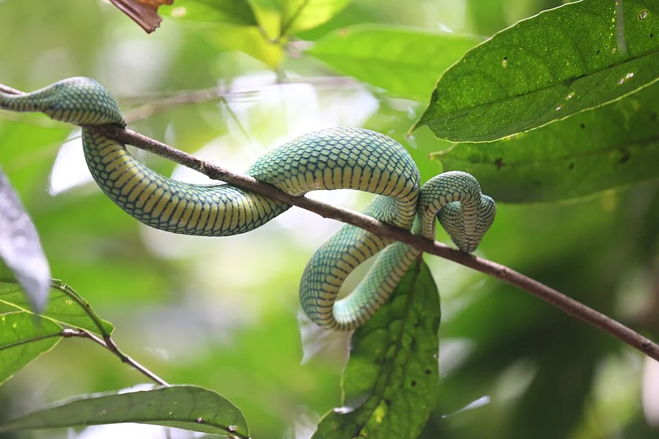 Tropidolaemus subannulatus au parc de Bako (Malaisie)