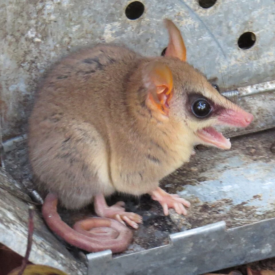 Gracilinanus agilis. Agile gracile opossum. Cuíca-graciosa. Sitting in a Sherman trap.