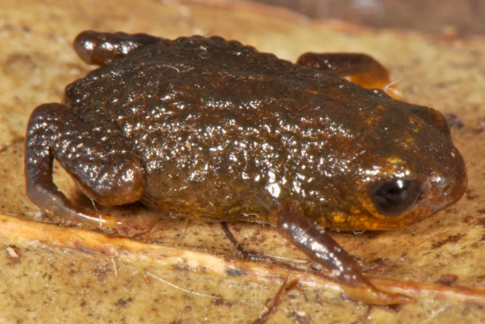 Brachycephalus olivaceus in life.
