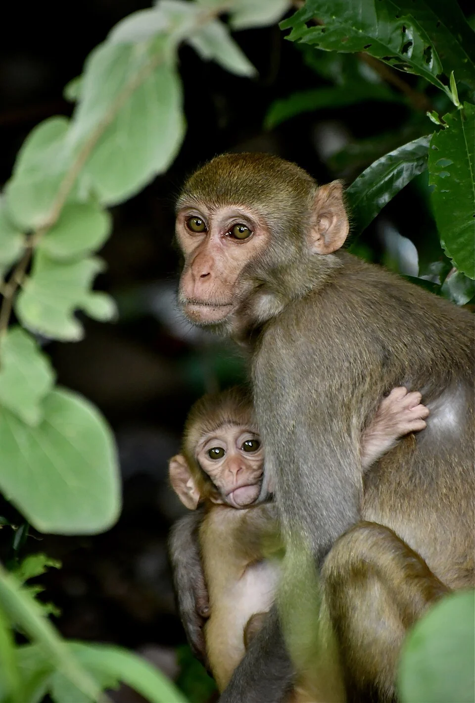 Rhesus Macaque in Guntur district of Andhra Pradesh, India