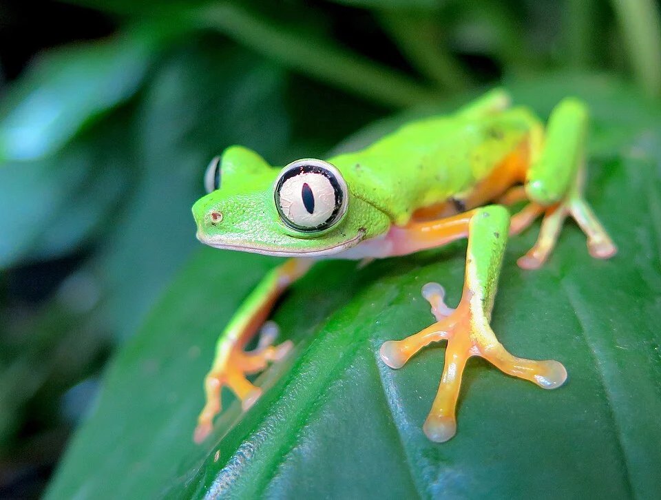 Agalychnis lemur, Costa Rica