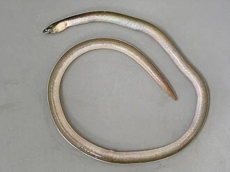 Bascanichthys bascanium