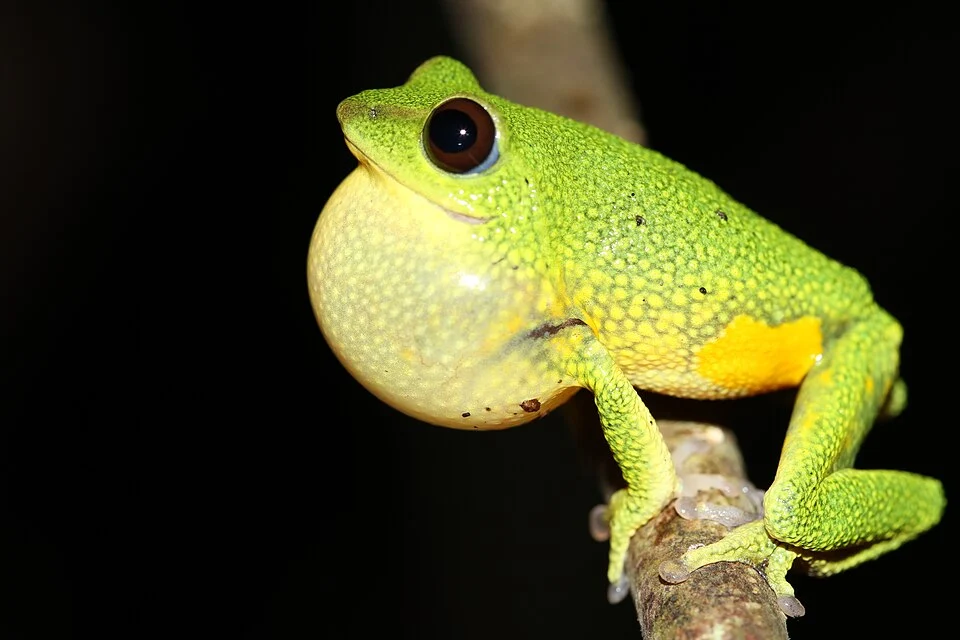 Raorchestes silentvalley, Rhacophorinae, bush frog from Silent Valley National Park, India