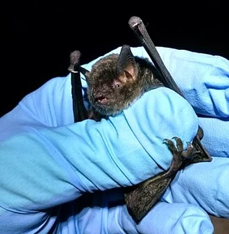 A grey bat held in a blue-gloved hand with its wings partly spread.