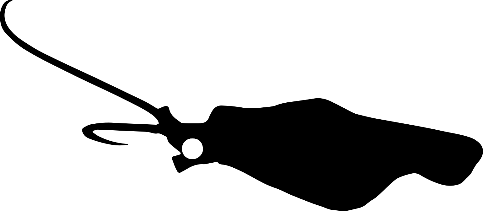 A black reconstruction silhouette of an elongated swimming animal with broad side fins, an eye opening and two long forward appendages.