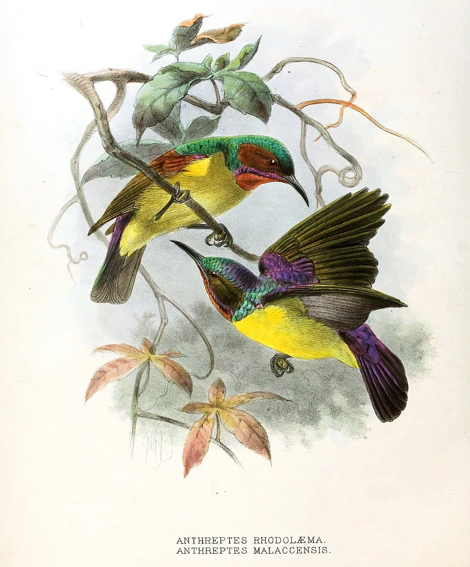 Anthreptes rhodolaemus, Anthreptes malacensis
