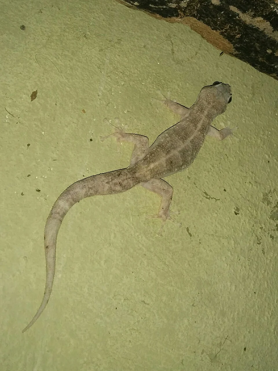 Peters' Leaf-toed Gecko (Phyllodactylus reissii)