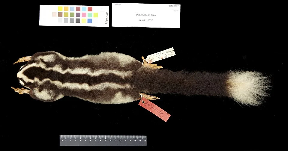Dactylopsila tatei Laurie, 1952
