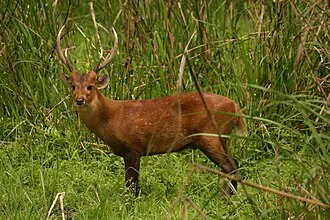 A brown hog deer standing among tall grasses.