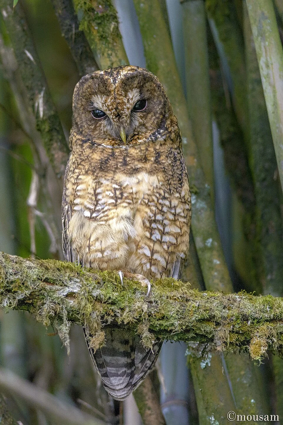 Himalayan Wood Owl