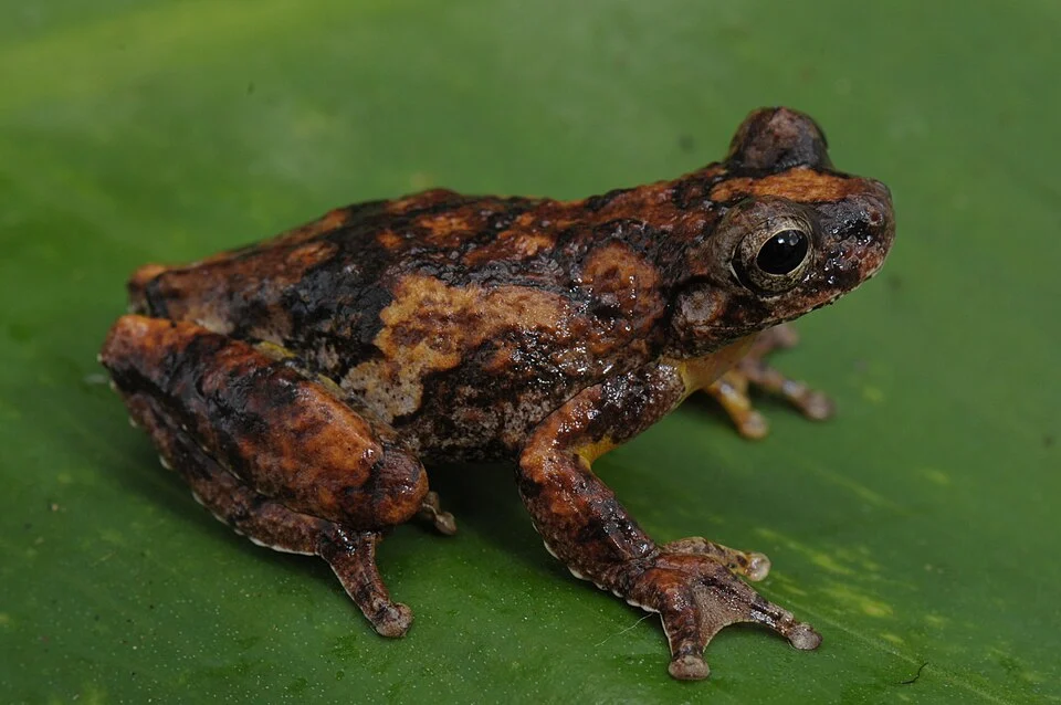 Pererequinha - Dendropsophus seniculus