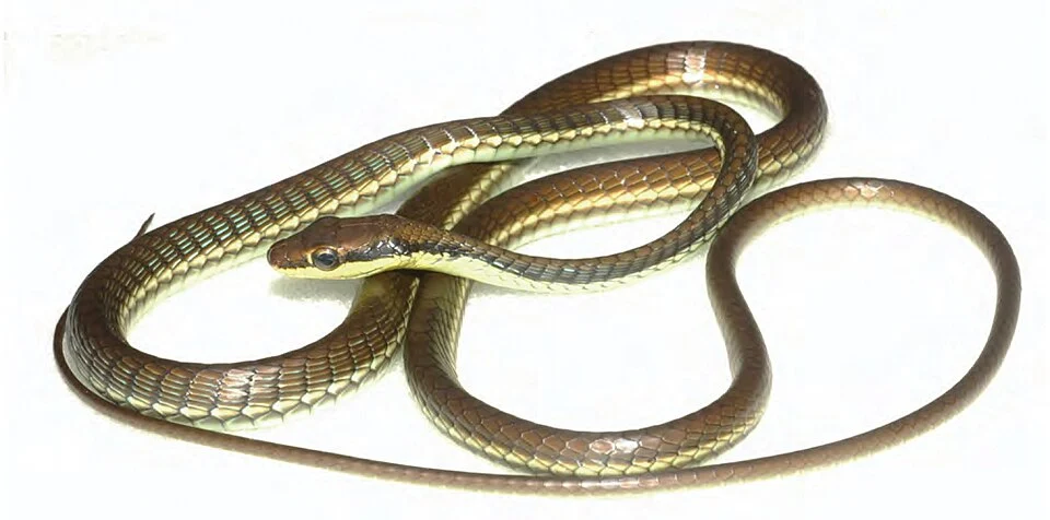Dendrelaphis marenae (uncataloged ACD specimen in PNM). Photo: ACD.