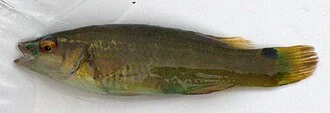 Goldsinny. Fished by Maja Weedon-Fekjær (Nesodden, Norway). Photo by Harald Weedon-Fekjær