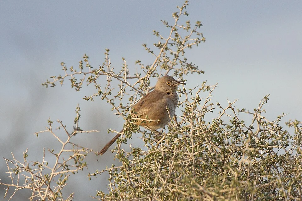 Bendire's Thrasher (Toxostoma bendirei)
