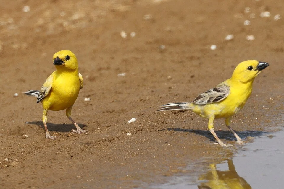 Arabian Golden Sparrow (Passer euchlorus)