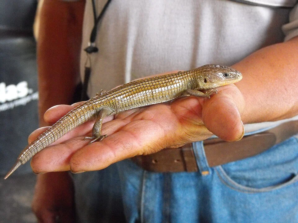 Lagarto de nombre "barisia imbricata" de color dorado, criado en un área especial de preservación de fauna en el canal de Apatlaco, en Xochimilco en la ciudad de México.