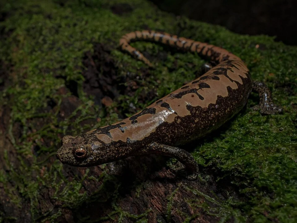 Alberch's Salamander (Bolitoglossa alberchi). Species of amphibian.