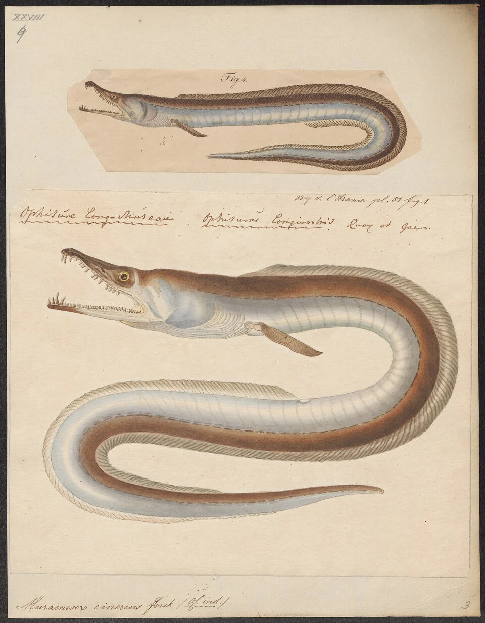 Muraenesox cinereus