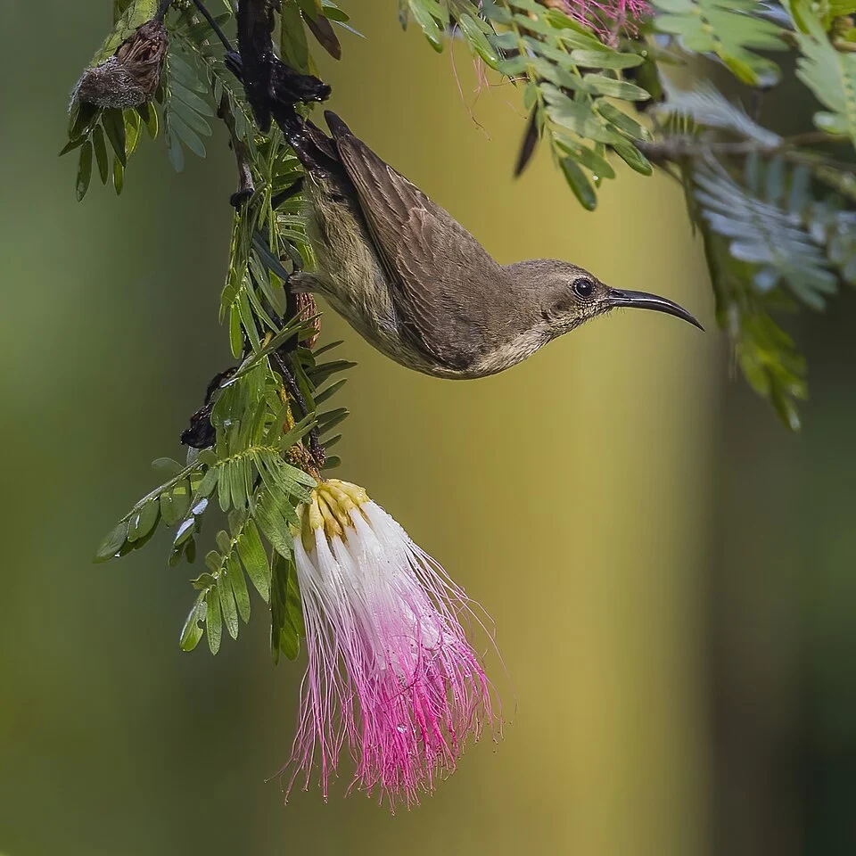 Copper sunbird (Cinnyris cupreus cupreus) female on Persian silk tree (Albizia julibrissin), Kakum National Park, Ghana