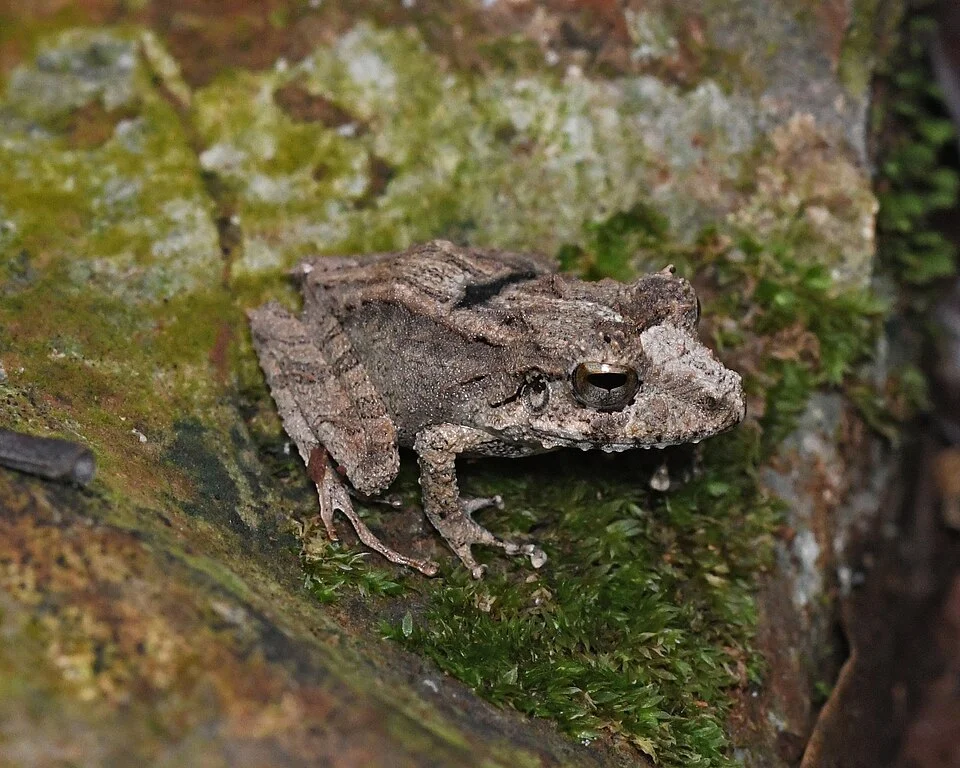 Eleutherodactylus inoptatus - Hispaniolan Giant Frog in Pedernales, Dominican Republic. Photo by Touroult Julien. Original iNaturalist observation here: https://www.inaturalist.org/observations/133960875