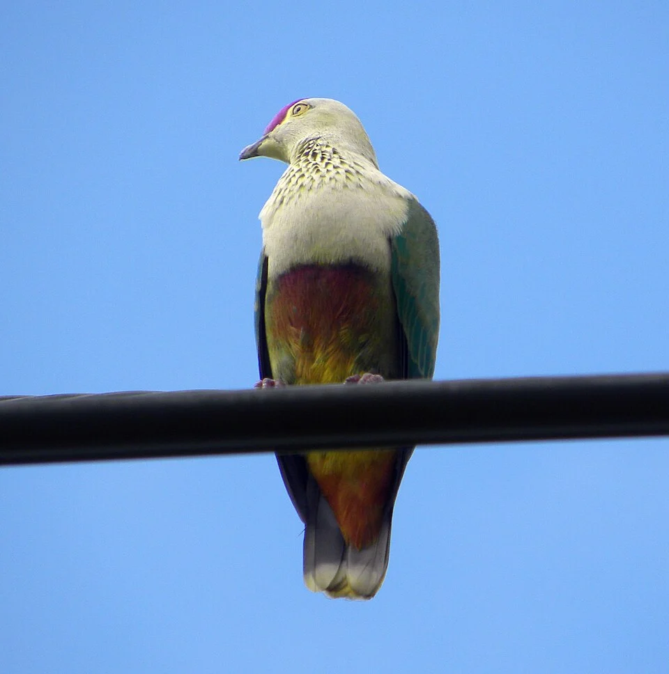 Crimson-crowned Fruit-Dove (Ptilinopus porphyraceus)