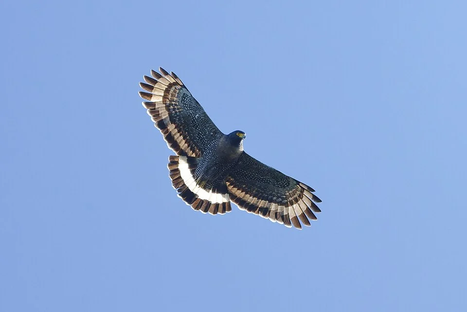 Photo of Mountain Serpent-Eagle (Spilornis kinabaluensis) uploaded from iNaturalist.