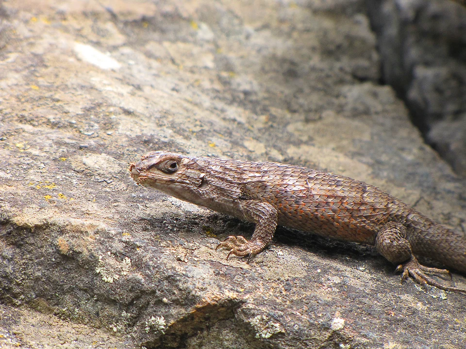 Liolaemus nitidus in La Campana National Park