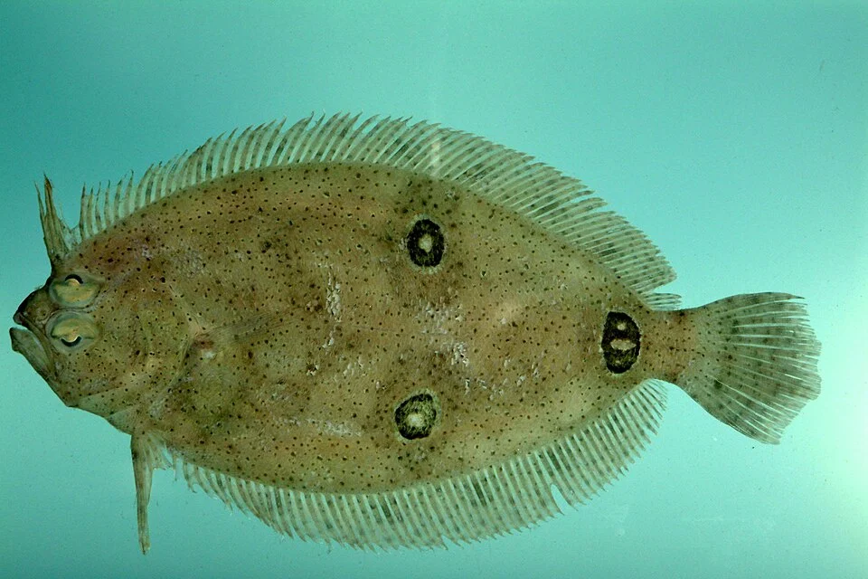 Three-eye flounder ( Ancylopsetta dilecta ). Gulf of Mexico.