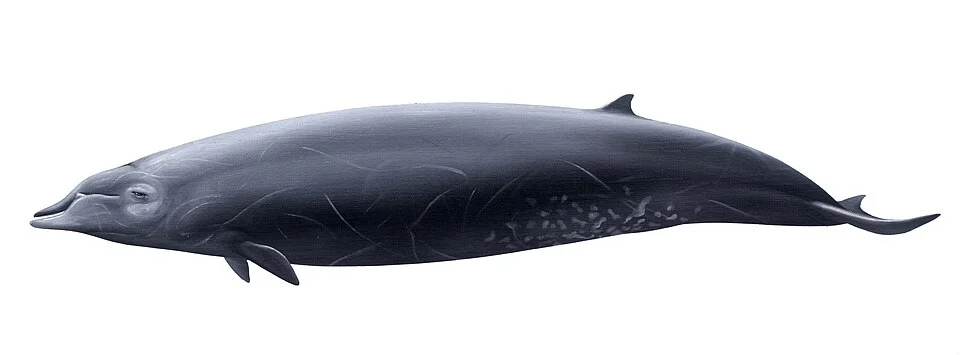 Mesoplodon ginkgodens (Ginkgo-toothed beaked whale), oil on paper