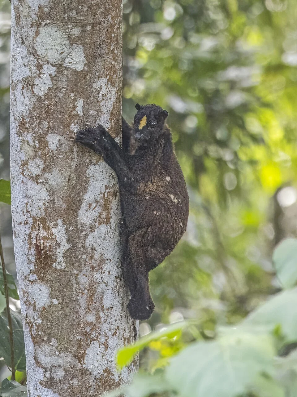 Philippine flying lemur (Cynocephalus volans), Loay Interior Road, Bilar, Bohol, Philippines