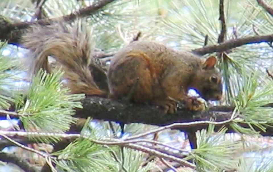 Chiricahua fox squirrel (Sciurus nayaritensis).
At Rustler Park, Chiricahua Mountains, Cochise County, southeastern Arizona, U.S.