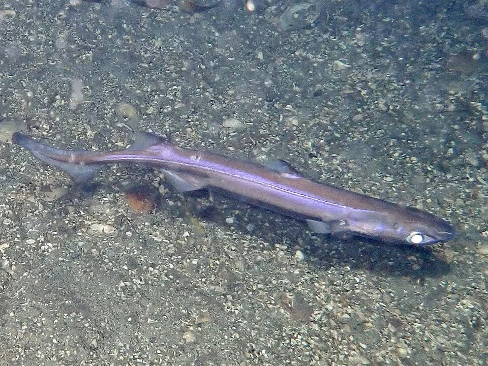 A single purple colored dogfish, lit by flashlights, hangs above a gravel seabed