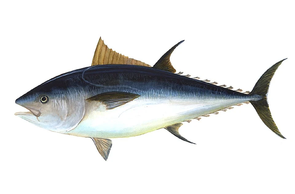 Bluefin Tuna (Thunnus thynnus)
from de:wiki @22:11, 18. Jan 2004 by User:Anathema