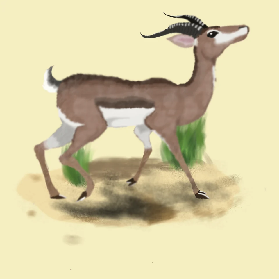 A former species of antelope that once lived in the southwest Arabian peninsula, last seen in 1951
