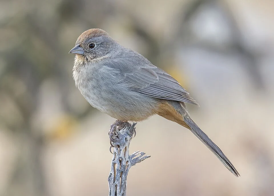 A canyon towhee in the foothills of the Sandia Mountains of Albuquerque, New Mexico