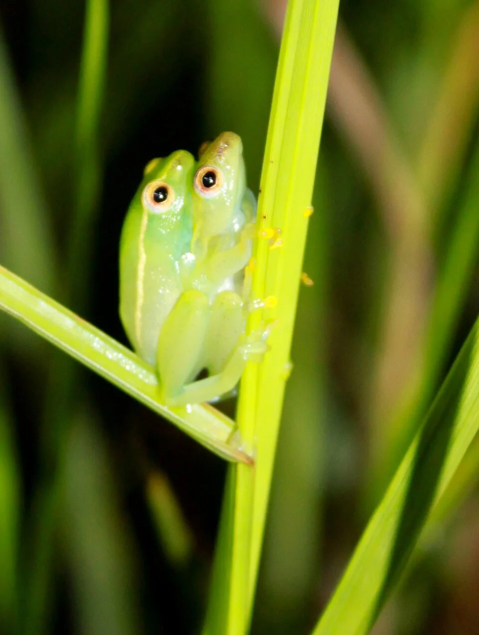 Hyperolius nasutus, Libreville, Gabon.