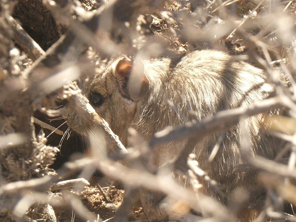 Mountain Degu (Octodontomys gliroides) in Argentina