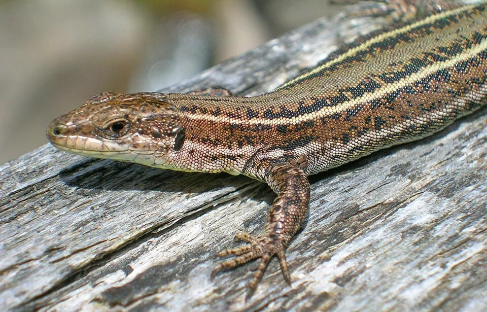 iberian wall lizard (Podarcis hispanica) in the Portuguese nation park of en:Peneda-Gerês