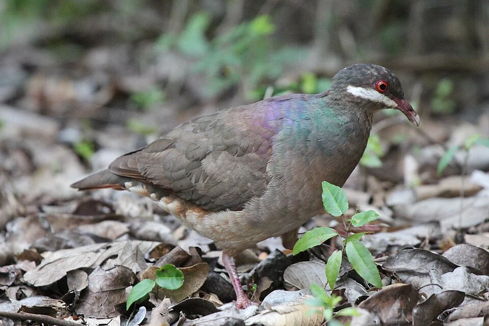 Bridled Quail-Dove (Geotrygon mystacea)
St. John, U.S. Virgin Islands

July 2012