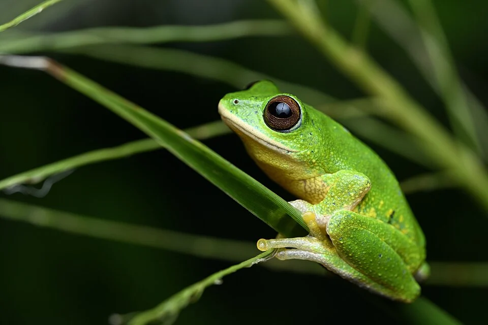 Portrait of a Pseudophilautus ocularis from Sri Lanka