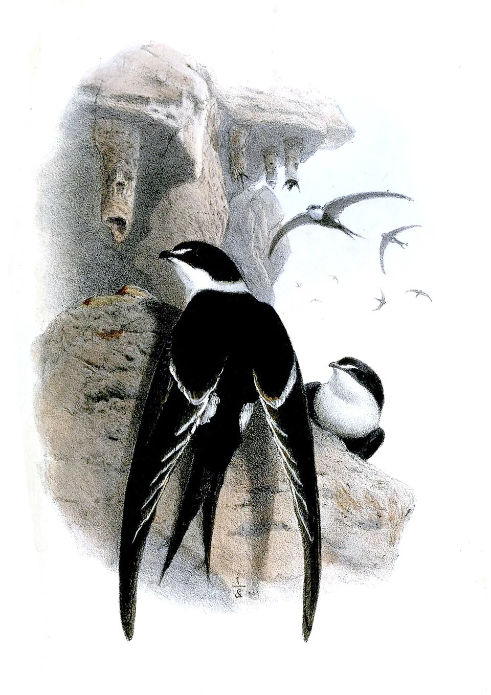 Panyptila sanctijeromae (=P. sanctihieronymi )